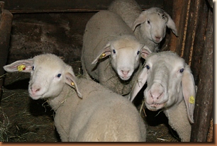 einige unserer Schafe